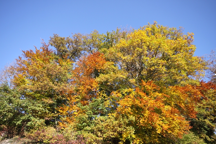 Automne au Mt-Pelerin - 064